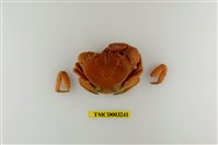 藏品(兇猛酋婦蟹)的圖片